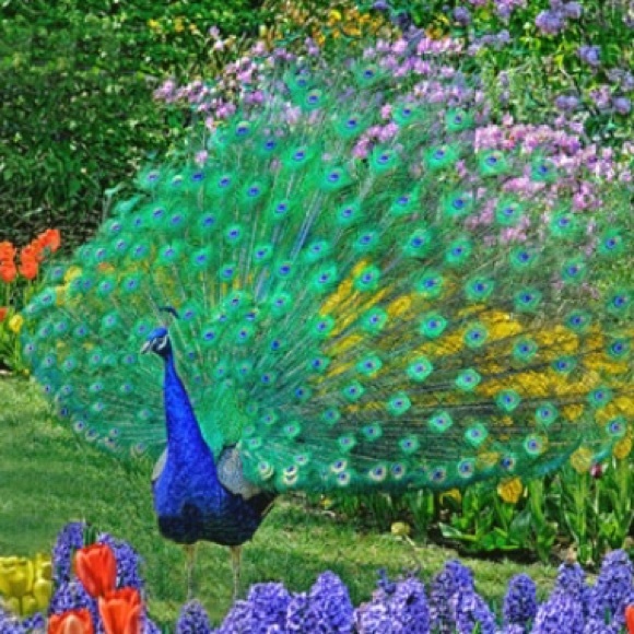 Meet your Posher, Jay - Picture 1 of 1